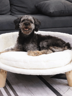 Nott Dog Sofa Cat Sofa Bed